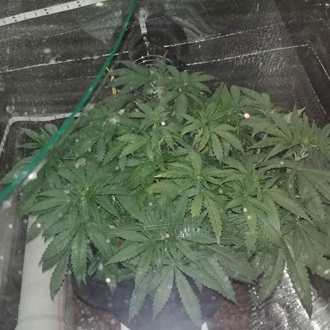 Super Lemon Haze growlog timeline photo