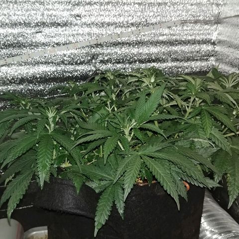 Super Lemon Haze growlog timeline photo