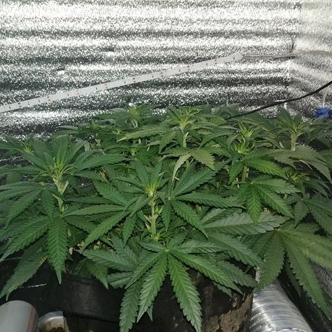 Super Lemon Haze growlog timeline photo