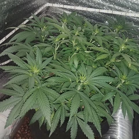 Super Lemon Haze growlog timeline photo