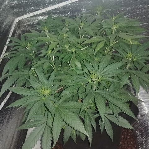 Super Lemon Haze growlog timeline photo