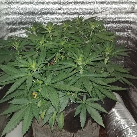 Super Lemon Haze growlog timeline photo