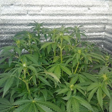 Super Lemon Haze growlog timeline photo