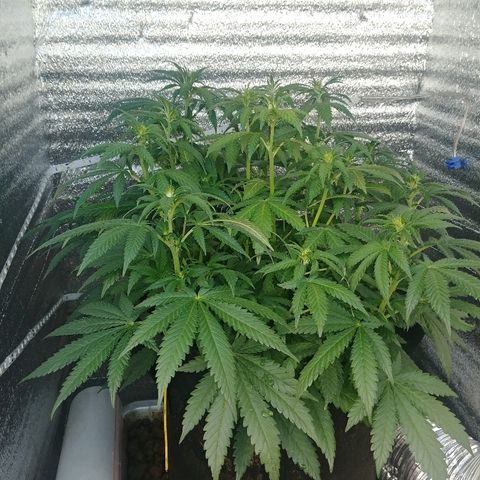 Super Lemon Haze growlog timeline photo
