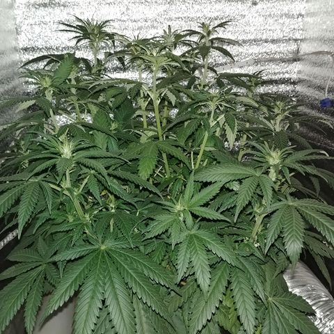 Super Lemon Haze growlog timeline photo