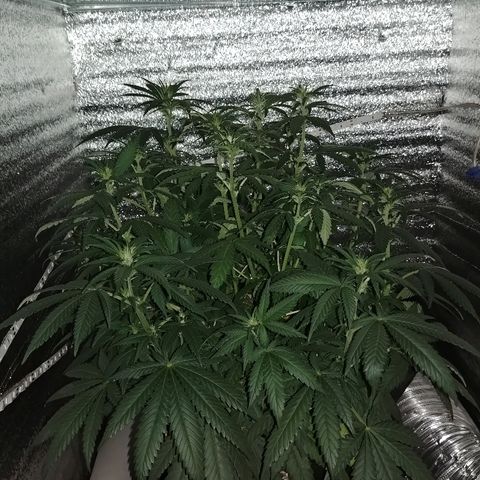 Super Lemon Haze growlog timeline photo