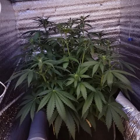 Super Lemon Haze growlog timeline photo