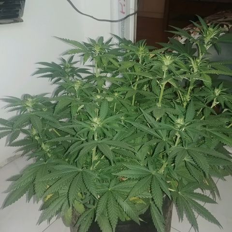 Super Lemon Haze growlog timeline photo
