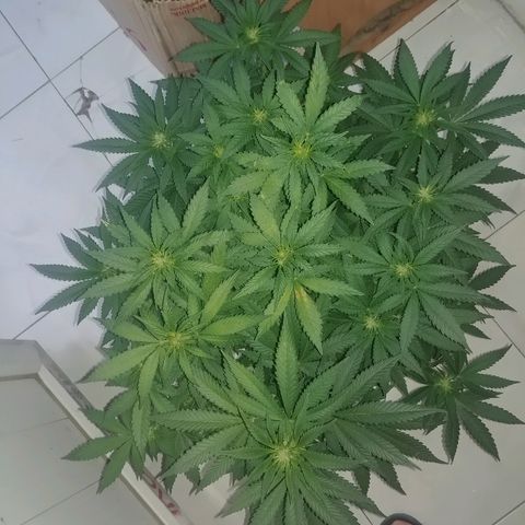 Super Lemon Haze growlog timeline photo