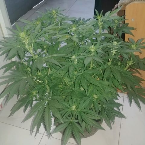 Super Lemon Haze growlog timeline photo