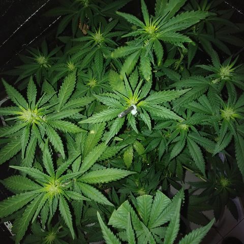 Super Lemon Haze growlog timeline photo