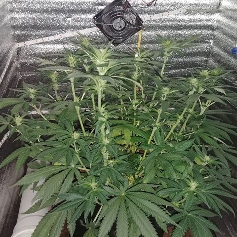 Super Lemon Haze growlog timeline photo