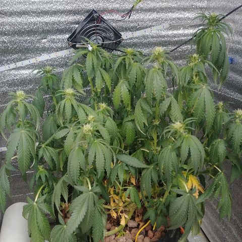 Super Lemon Haze growlog timeline photo