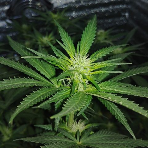 Super Lemon Haze growlog timeline photo