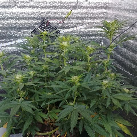 Super Lemon Haze growlog timeline photo