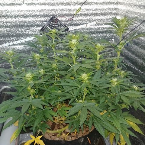 Super Lemon Haze growlog timeline photo