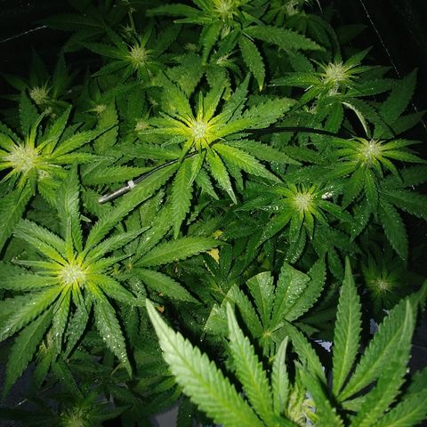 Super Lemon Haze growlog timeline photo