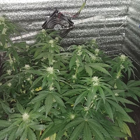 Super Lemon Haze growlog timeline photo