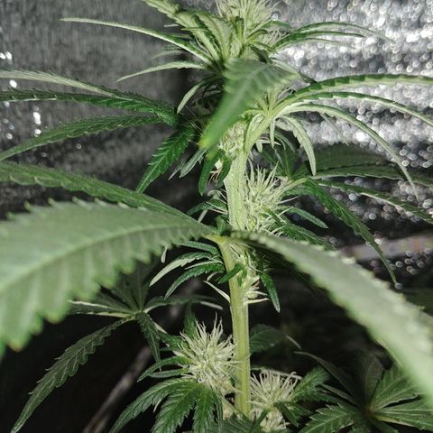 Super Lemon Haze growlog timeline photo