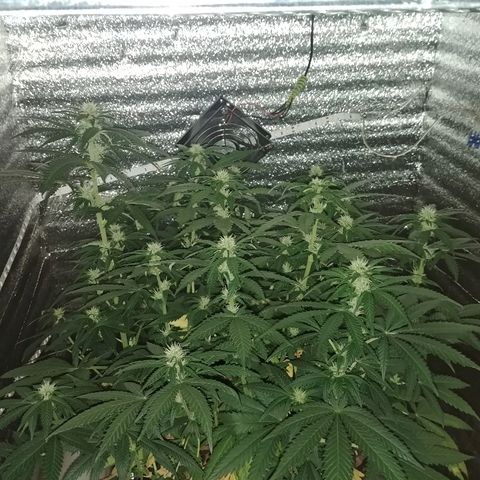 Super Lemon Haze growlog timeline photo