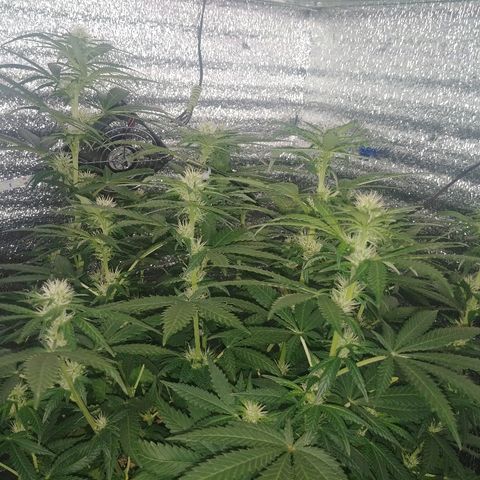 Super Lemon Haze growlog timeline photo