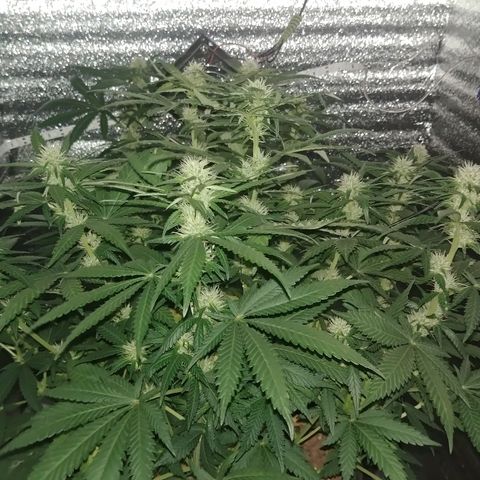 Super Lemon Haze growlog timeline photo