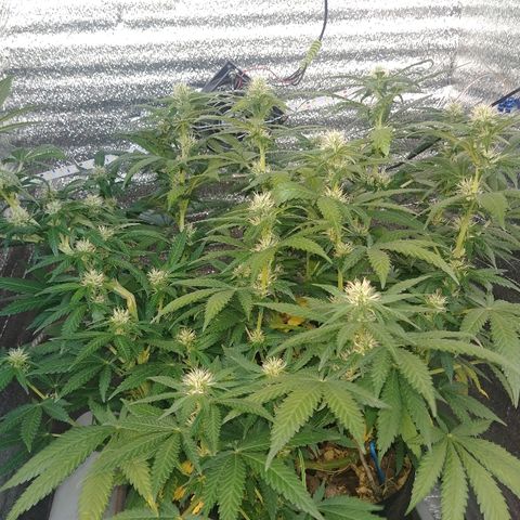 Super Lemon Haze growlog timeline photo