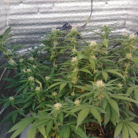Super Lemon Haze growlog timeline photo