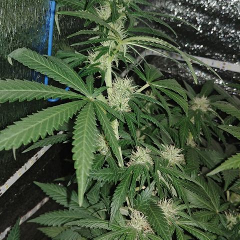 Super Lemon Haze growlog timeline photo
