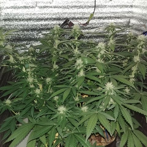 Super Lemon Haze growlog timeline photo