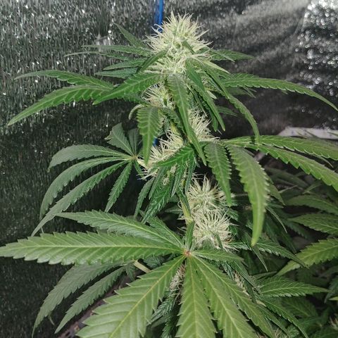 Super Lemon Haze growlog timeline photo