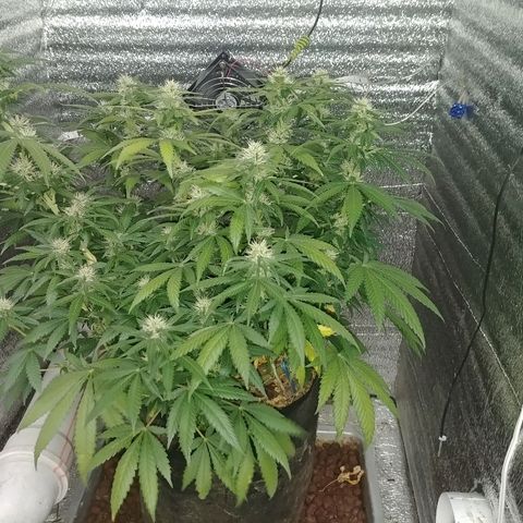 Super Lemon Haze growlog timeline photo