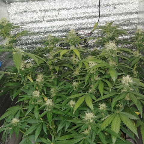 Super Lemon Haze growlog timeline photo