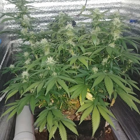 Super Lemon Haze growlog timeline photo