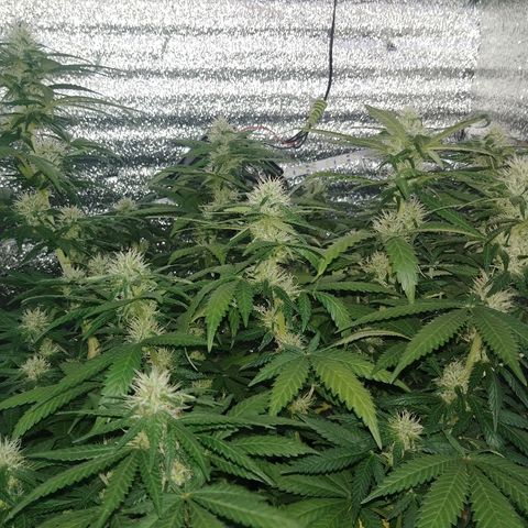 Super Lemon Haze growlog timeline photo