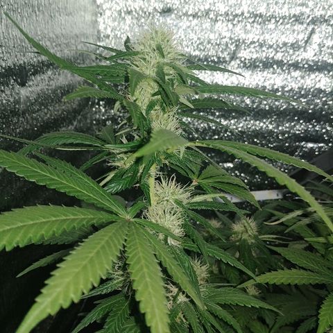 Super Lemon Haze growlog timeline photo