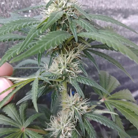 Super Lemon Haze growlog timeline photo