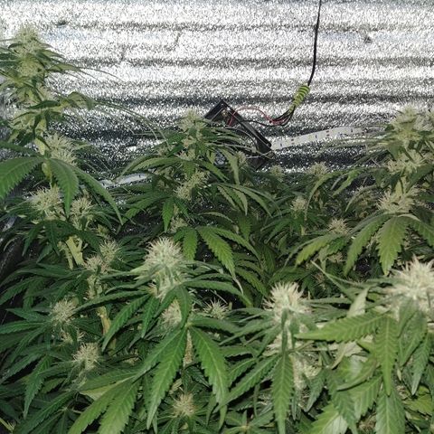 Super Lemon Haze growlog timeline photo