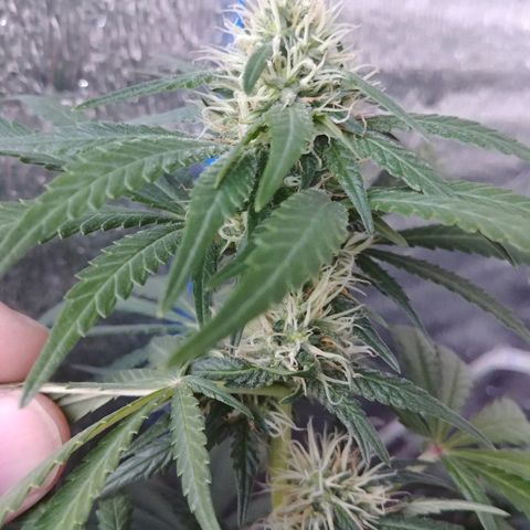 Super Lemon Haze growlog timeline photo