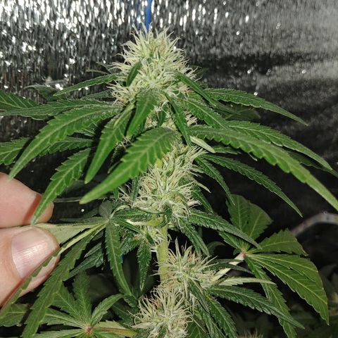 Super Lemon Haze growlog timeline photo