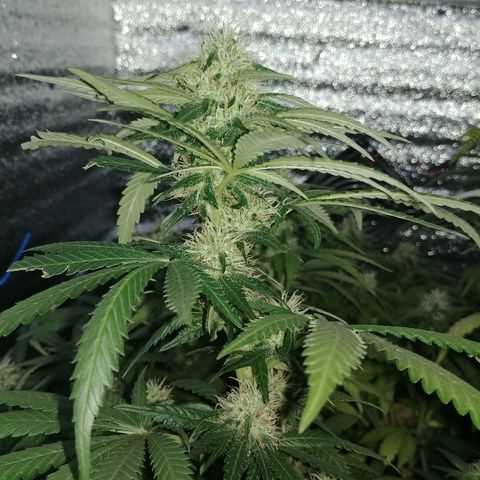 Super Lemon Haze growlog timeline photo