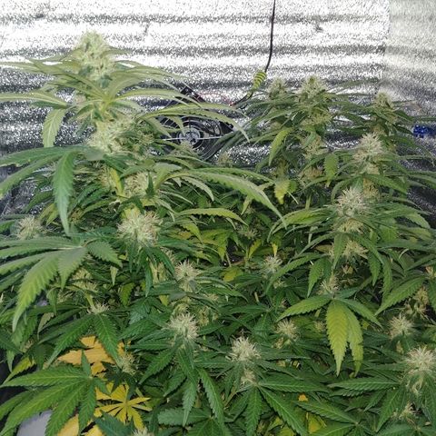 Super Lemon Haze growlog timeline photo