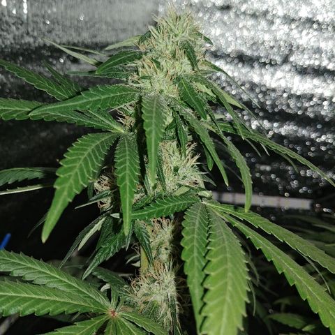 Super Lemon Haze growlog timeline photo