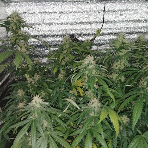 Super Lemon Haze growlog timeline photo