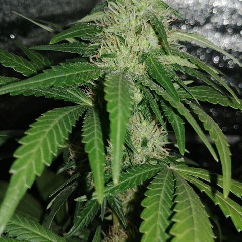Super Lemon Haze growlog timeline photo