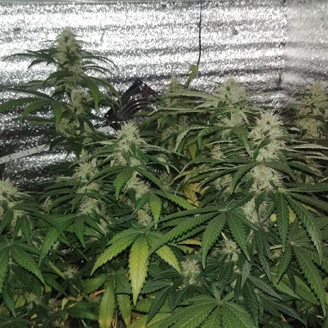 Super Lemon Haze growlog timeline photo
