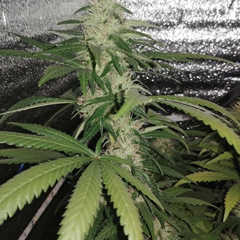 Super Lemon Haze growlog timeline photo