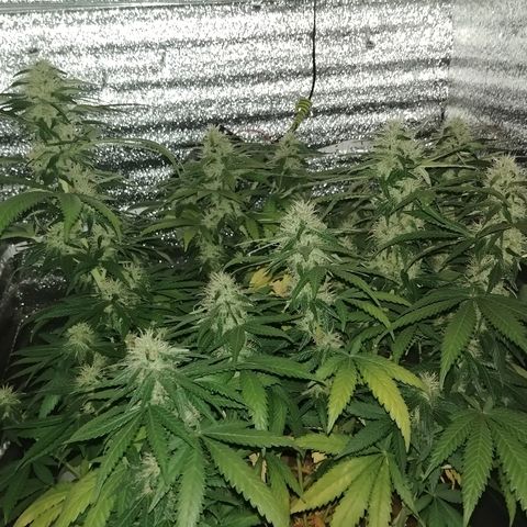 Super Lemon Haze growlog timeline photo