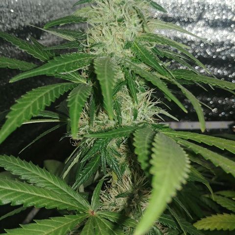 Super Lemon Haze growlog timeline photo