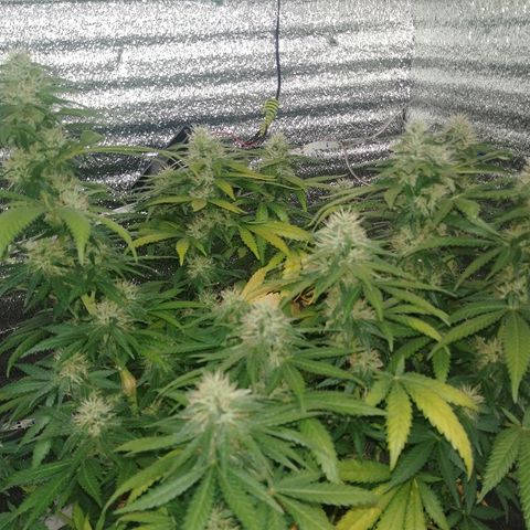 Super Lemon Haze growlog timeline photo